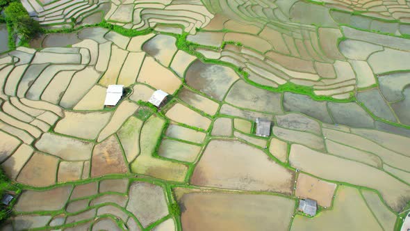 Aerial view of agriculture in rice fields for cultivation alt