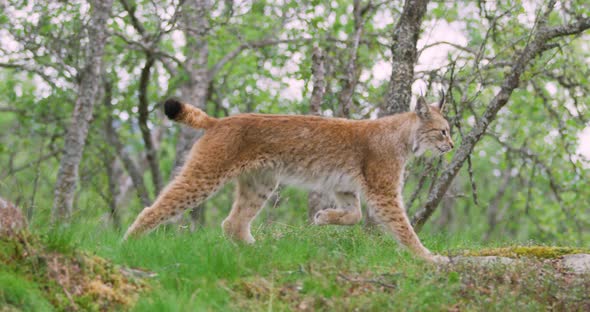 Focused Young European Lynx Running in the Forest a Summer Evening