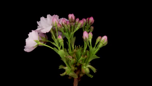 Timelapse of a Pink Flowers Cherry Blossom