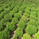 Green citrus trees growing under sun. Orange plantation - VideoHive Item for Sale