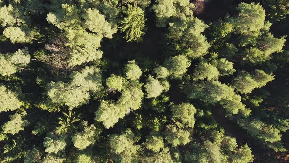 Flight Over Alpine Forest Durring Day Time. Aerial Footage