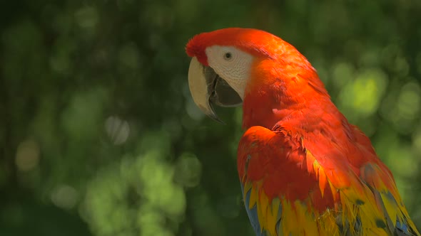 Close up view of a parrot