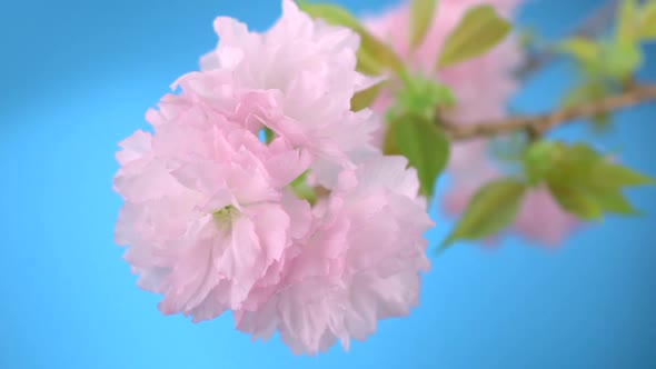 Cherry blossom, Slow Motion alt