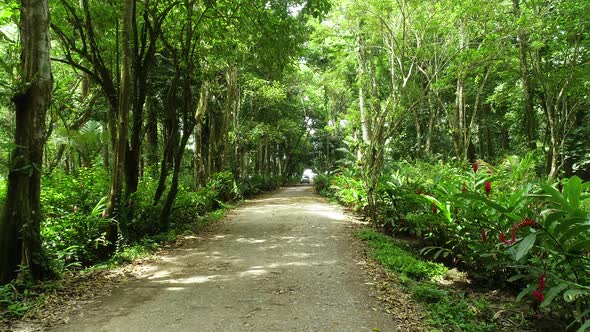 Beautiful road inside forest with car coming alt