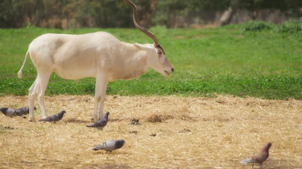 Antelope Addax eating grass on pasture