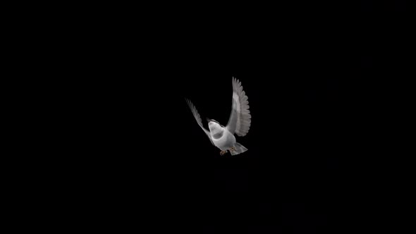 Forest Nuthatch - Flying Bird - Transparent Transition - I