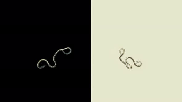 A Nematode Worm Under a Microscope, There Are Free-living, Commensals and Parasites alt