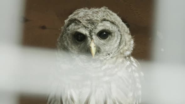 ZOOM OUT - Devastating shot of an American Barred owl in a cage alt