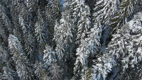 Christmas Trees in the Snow