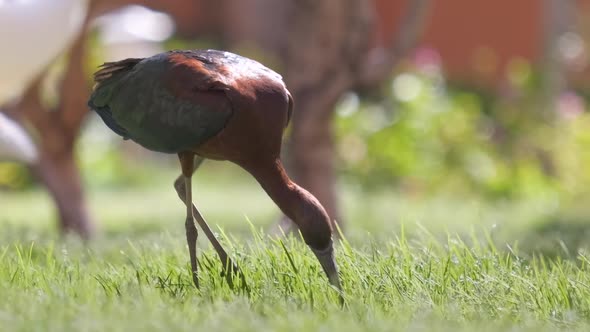 Glossy Ibis Wild Bird Also Known As Plegadis Falcinellus Walking on Green Lawn in Summer alt