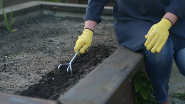 Female Gardener Loosens Ground with a Hand Cultivator or Claw in Backyard Garden alt