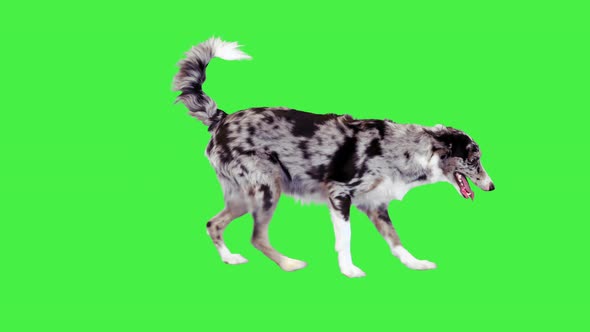 Border Collie Dog Walking Carefully on a Green Screen Chroma Key