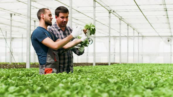 Farm Workers Working in Bright Sunlight in a Greenhouse alt