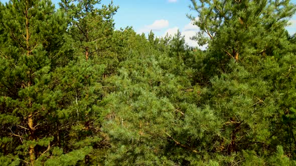Beautiful Dense Pine Trees At The Forest Meadow Landscape Under Cloudy Sky During Breeze Day In Kowa alt