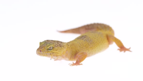 Cute Leopard Gecko or Eublepharis Macularius in White Isolated Background alt