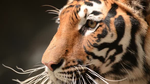bengal tiger face close up
