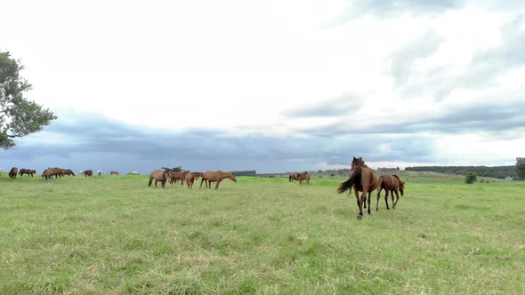 Horses at green pastures of horse farms. Country summer landscape. alt