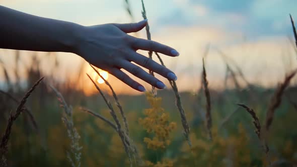 Female Enjoying Nature At Sunrise. Woman Walking On Summer Field. Hand Touches Grass  In Wheat Field alt