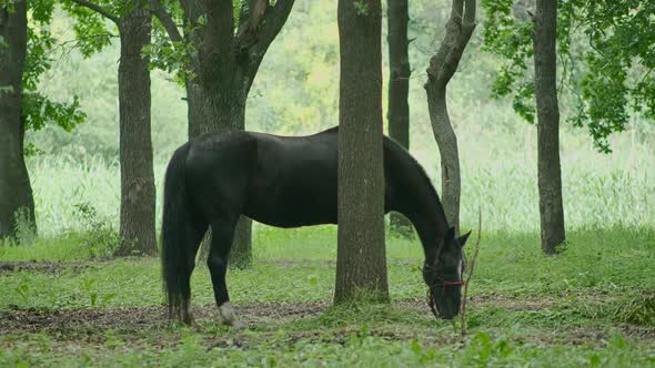 General and Closeup Shot of Horses Grazing in the Forest the Horse is Tied and Eating Grass alt
