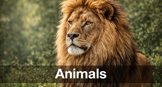 Animals