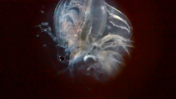 Crustacean in Microscope 5