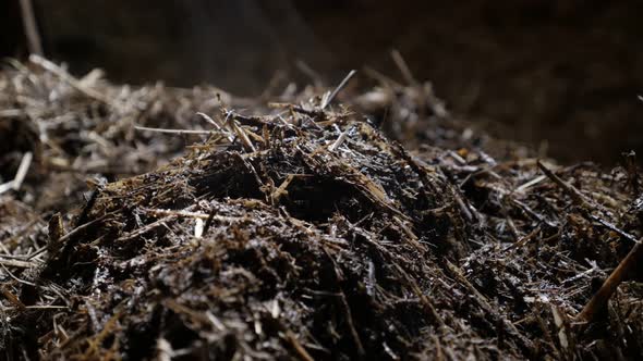 Animal feces and organic bedding straw in   barn 4K 2160p 30fps UltraHD footage - Heat evaporates fr alt