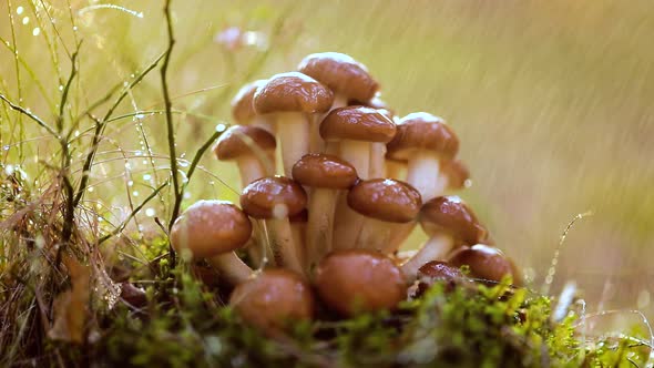 Armillaria Mushrooms of Honey Agaric In a Sunny Forest in the Rain alt