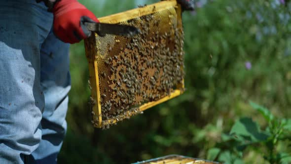 Young Beekeeper Inspecting Bees in the Apiary alt