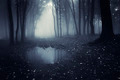 Dark forest with fog and pond - PhotoDune Item for Sale