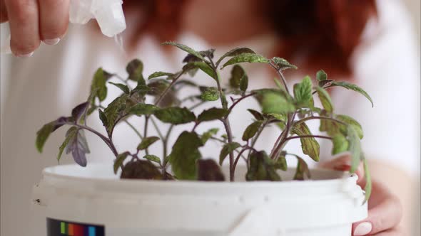 Watering Tomato Seedlings in a Gray Pot with a Spray Bottle at Home