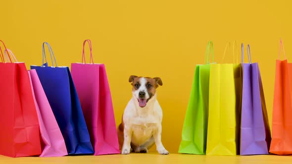 Funny dog breed Jack Russell Terrier sitting next to shopping bags