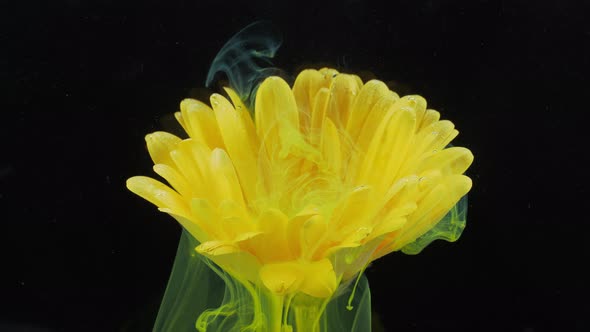 Living Flower of Yellow Gerbera in Streams of Watersoluble Paint alt
