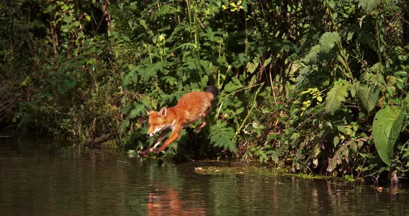 Red Fox, vulpes vulpes, Adult crossing River, Normandy in France, Slow motion 4K alt
