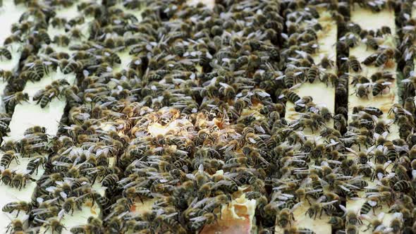 Close up view of the open hive showing the frames populated by honey bees. Bees in the honeycomb