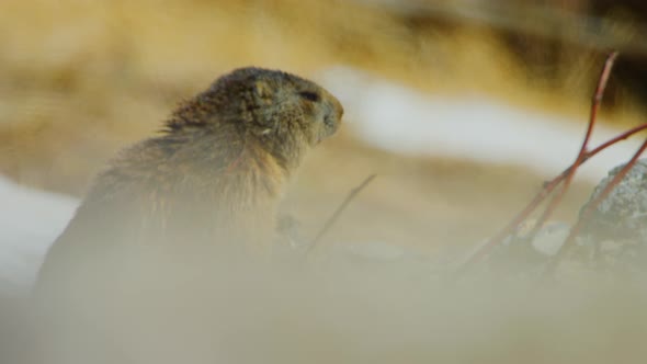 A marmot is looking around from its burrow alt