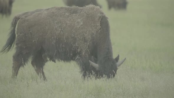 Bison in a Field on Pasture. Slow Motion alt