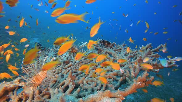 Underwater Colorful Tropical Fishes alt