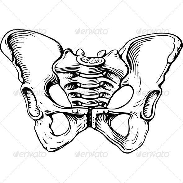 Human Pelvis Female - Health/Medicine Conceptual