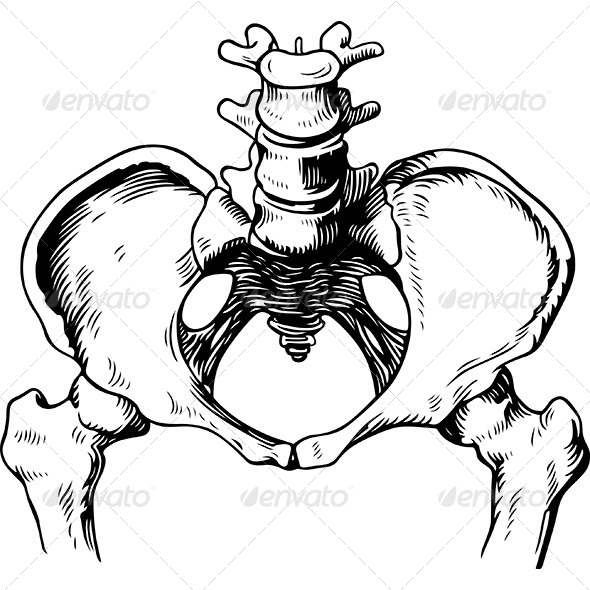 Human Pelvis Male - Health/Medicine Conceptual