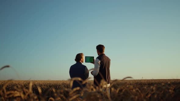 Agriculture Workers Holding Pad Computer Inspecting Cultivated Wheat Harvest alt
