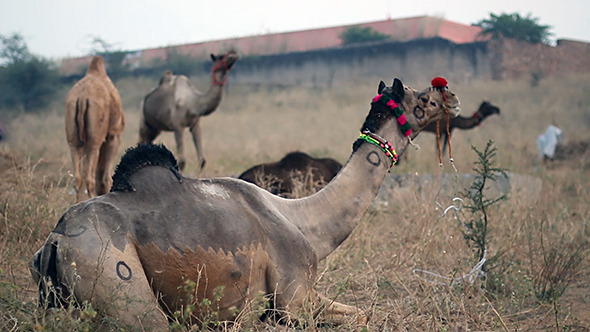 Pushkar Camel Fair (INDIA) - 5 Pack