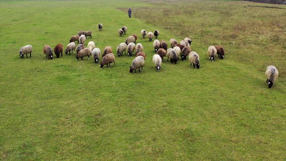 Flock of sheep walking on pasture.  alt