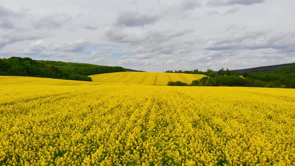 Aerial Drone Shot Drone Flying Above Blooming Rapeseed Field