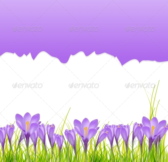 Vector Illustration Crocus Flower Background - Flowers & Plants Nature