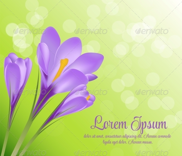 Vector Illustration Crocus Flower Background - Flowers & Plants Nature