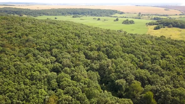 Top down aerial view of green summer forest with many fresh trees. alt