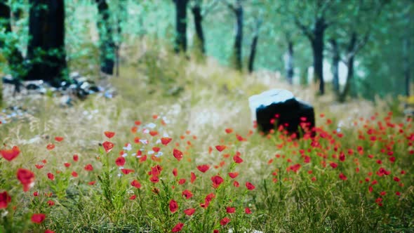 Grass Field and Forest Trees alt