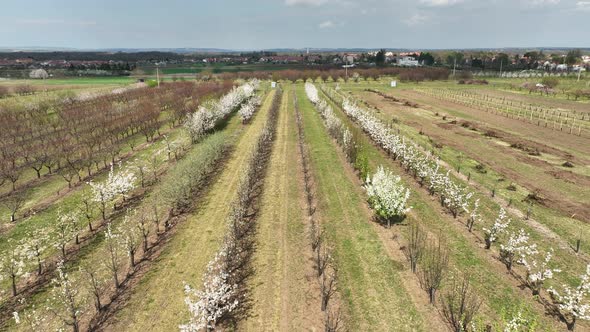 Orchard Plum Cherry Trees Prunus Domestica Bloomed Spring Garden Drone Aerial Above Blooming Farm