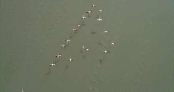 Top View of a Flock of Flamingos Flying Over a Lake in Albania alt
