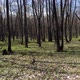 Shooting a Bright Spring Forest From a Copter - VideoHive Item for Sale